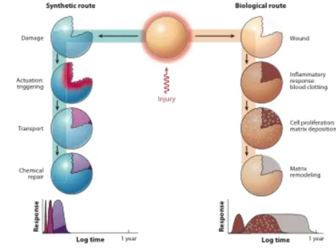 Figure 1-1 : Synthetic and biological routes to healing