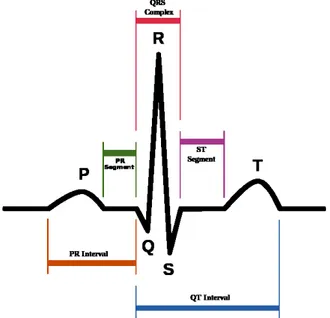 Figure 2.1: Outline of the characteristics wave of the electrocardiogram trace.