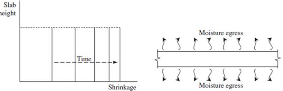Fig 1.13 Qualitative uniform shrinkage distribution for slab exposed on both sides   (Ranzi, Leoni, Zandonini, 2012) 