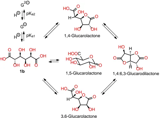 Figure 2.7 – Intramolecular dehydration equilibria of glucaric acid to the  corresponding glucarolactones