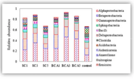 Figura 10: Composizione della comunità batterica in suoli contaminati senza biochar (SC), con biochar (BCA) e nel campione  di controllo 