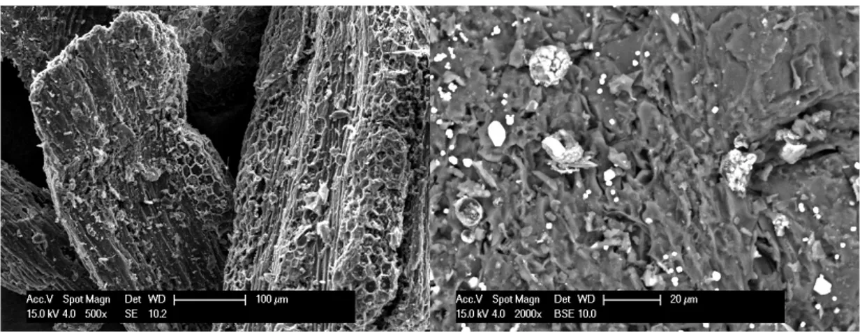 Figure 1.8: SEM image of a grapevine cane derived biochar produced in batch by slow pyrolysis at 400 o C