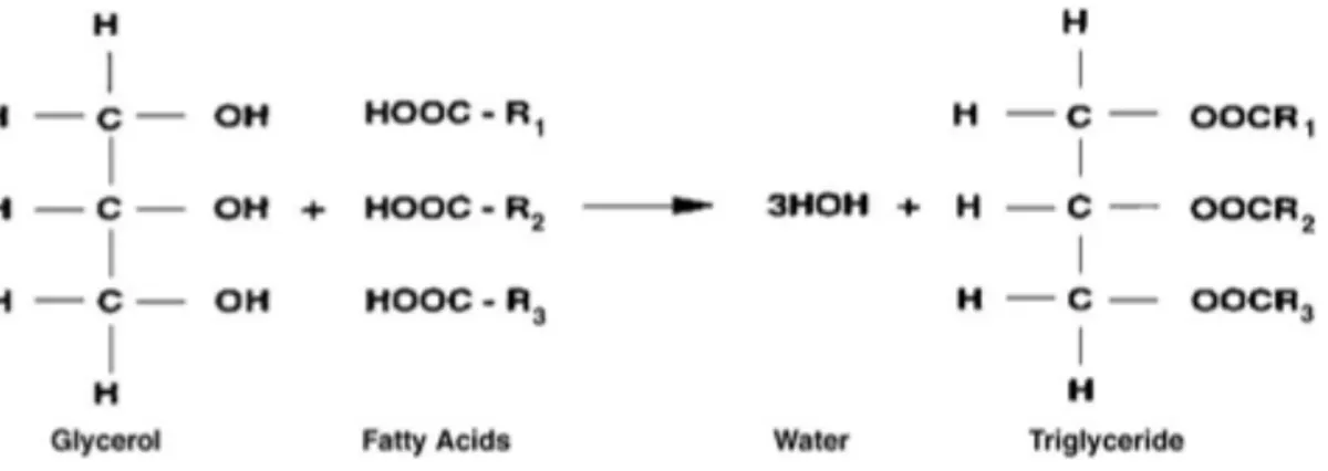 Figure 1-2 Chemical structure of vegetable oil  	
  