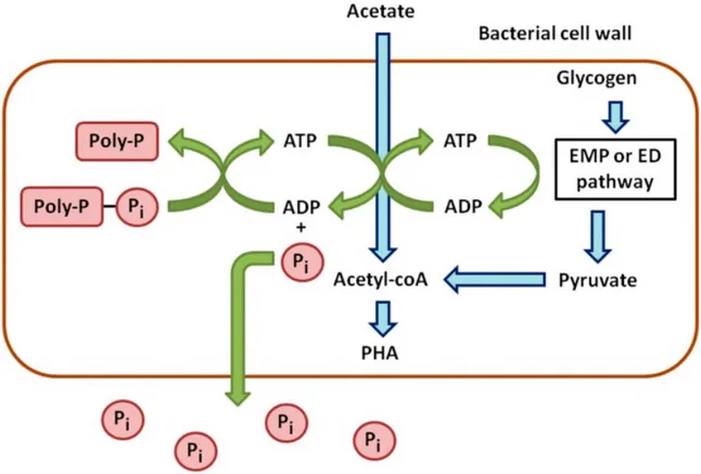 Figure 1. Schematic processes of anaerobic metabolism of PAOs.