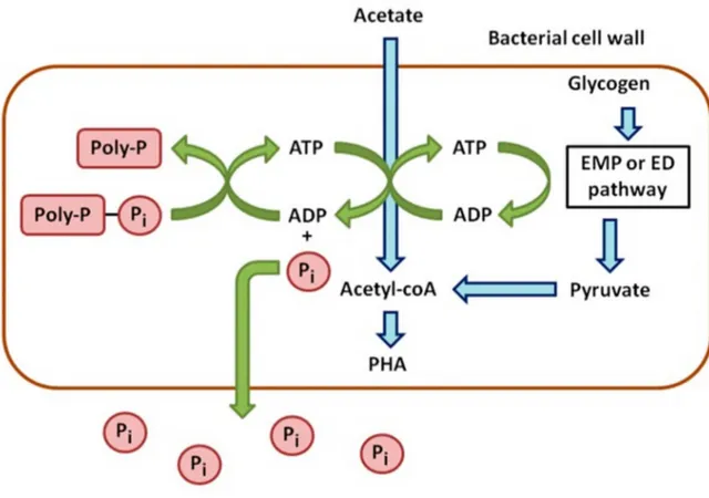 Figure 1. Schematic processes of anaerobic metabolism of PAOs. 
