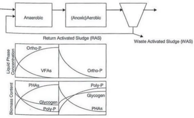 Figure 4. Profile of Ortho-P,VFAs, PHAs, Poly-P and glycogen in the mixed liquor                               as it passes through the EBPR plant (Wisconsin Department of Natural Resources
