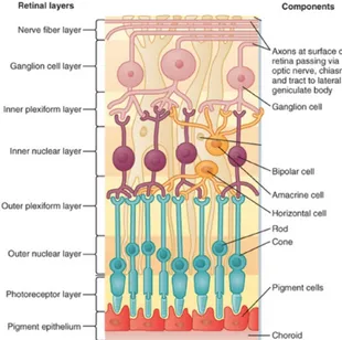 Figure 3 shows a schematic representation of the layers of the retina and the respective cells