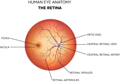 Figure 5 Retinal main vessels 