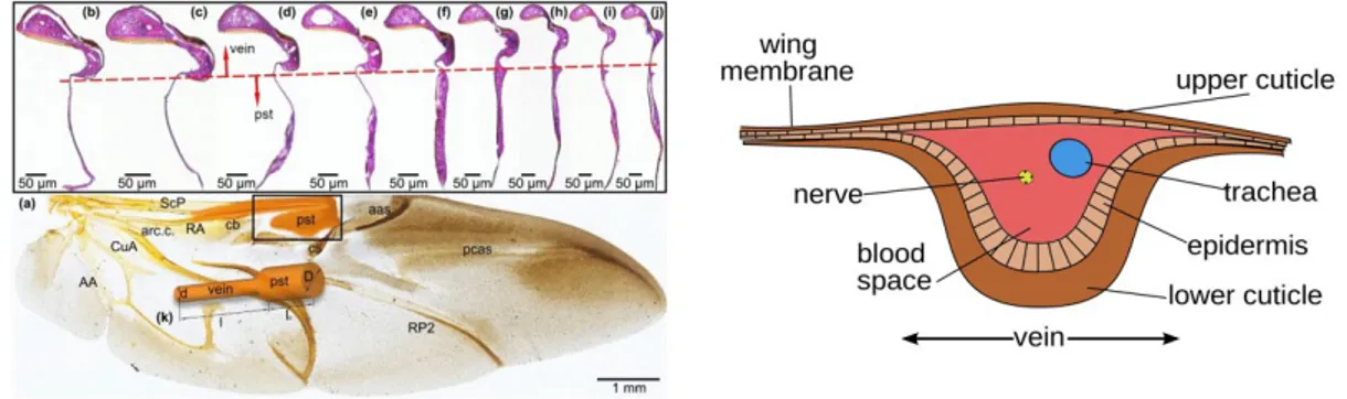 Fig. 4.8. left, insect’s veins distribution, right, section of veins. Image credits to  https://www.nature.com/articles/s41598-020-68384-6, 