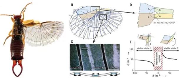 Fig. 4.27, Earwig wings’ resilin distribution. Image credits to  https://science.sciencemag.org/content/359/6382/1386/tab-figures-data 