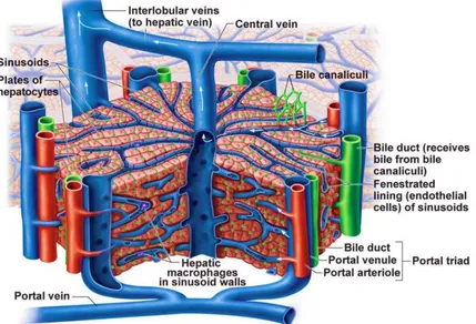 Figure 1.4 The functional unit of the liver: the lobule. 