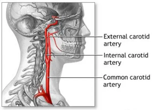 Figure 1.1: Anatomy of the carotid artery.