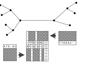 Figure 2.2: Example of the progressive alignment of genomic sequences.