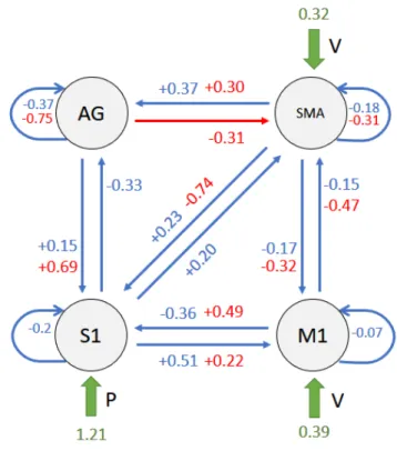 Figure 4: Model connectivity structure. Overall representation of final resulting model for healthy subjects; blue values are relative to intrinsic connections in matrix A, red values are relative to modulatory effects of input E (FES) in matrix B, green v