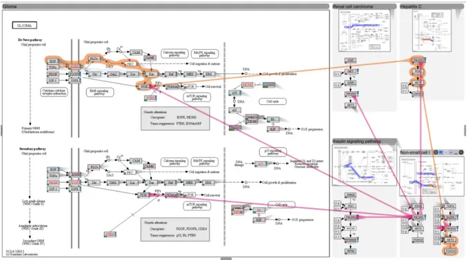 Figure 3. A view of Entourage showing links between a larger “focus pathway” and several “context pathways.”