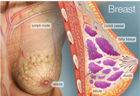 Figure 1.10 Breast anatomy[www.webmd.com] 