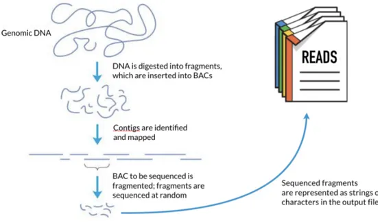 Figure 2.3: Shotgun sequencing overview