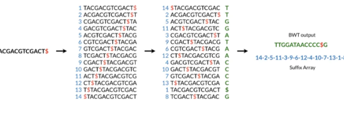 Figure 3.1: Burrows-Wheeler Transform and Suffix Array construction