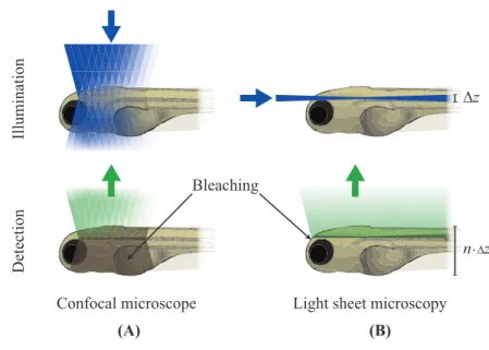 Figure 2.4: Advantages of LSFM: while confocal microscopy (A) is point scanning and illuminates the whole volume of the sample, with useless photodamage for the sample, LSFM (B) has an intrinsic sectioning capability and induces a reduced photodamage.