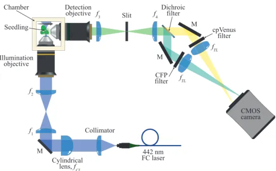 Figure 3.2: SPIM setup: a cylindrical lens (f CL = 50 mm) creates the light sheet from a single-mode fiber-coupled (FC) laser emitting at 442 nm, and projects it on the back-focal plane of the 10X water-dipping illumination objective through a 1X telescope
