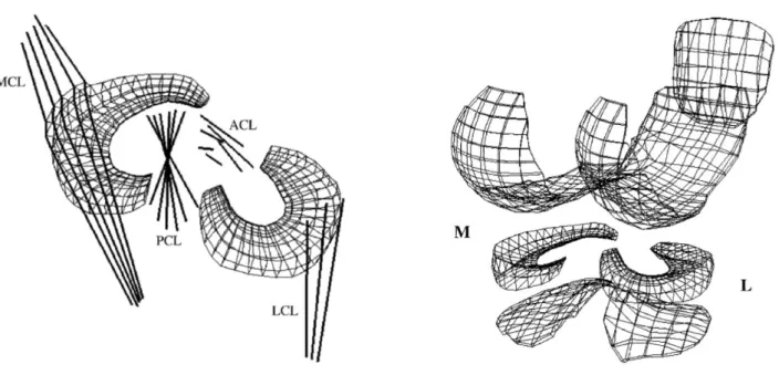 Figura 6. Mesh utilizzate nel modello FEM di menisco umano 