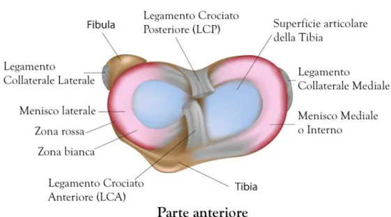 Figura 1. Anatomia dei menischi 