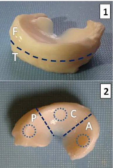 Figura 21. Schema del taglio dei provini cilindrici in cui sono state messe in evidenza: (1) la regione  femorale (F) e tibiale (T); (2) le tre regioni: anteriore (A), centrale (C) e posteriore (P) 