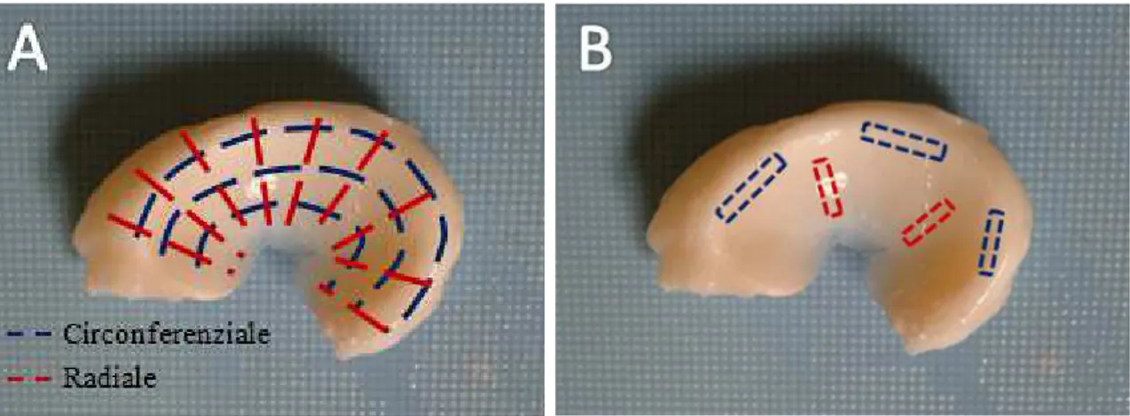 Figura 23. (A) Descrizione della direzione circonferenziale (blu) e radiale (rossa); (B) Schema del taglio dei  provini a striscia nelle due direzioni 