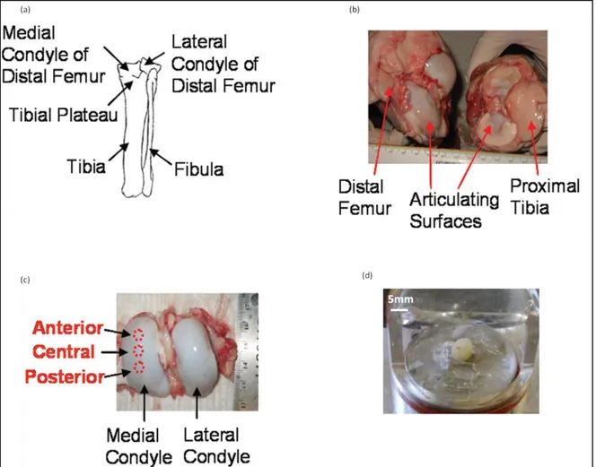 Figura 4.1 – Preparazione di un campione di cartilagine articolare porcina per indentazione: schema  di ossa lunghe (a), superfici articolari (b), condili femorali mediale e laterale (c), campione montato  all’interno della cella liquida per prove di inden
