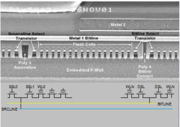 Figura 1.3.5: sezione di una stringa di memoria NAND (tecnologia 120nm) al  microscopio elettronico