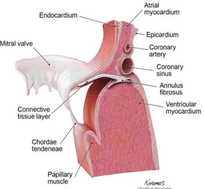 Fig. 1.3: Sezione del cuore sinistro dove vengono messi in evidenza la valvola mitrale, le corde tendinee e i  muscoli papillari (Hansen, 2010)
