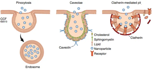 Figure 1.6: Schematic representation of the main mechanisms of NPs internalization: pinocytosis, caveolae- caveolae-dependent endocytosis and clathrin-mediated endocytosis