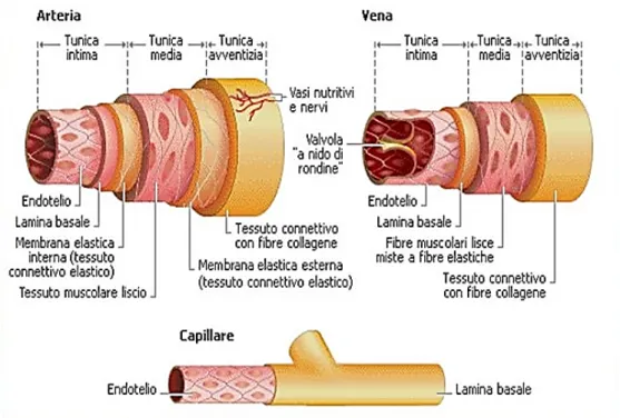 Figura 7 Rappresentazione delle tuniche in diversi tipi di vasi sanguigni. 