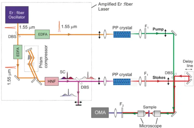 Figure 3.1: Setup for CARS based on multi-color fiber-format amplified Er:Laser (in the dotted rectangle);DBS: dichroic beam splitter; F1: band-pass filter;