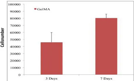 Figura 5.3.8 b) Analisi vitalità cellulare mediante MTS test: scaffold in gelMA. 