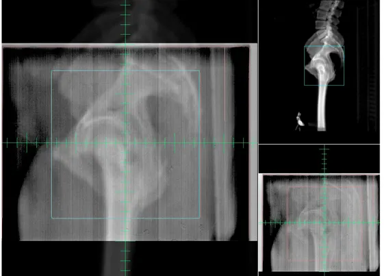 Figure 1.8: DRRs from treatment planning system overlaid with 2D orthogonal mega voltage projections for a prostate patient (Images from Hospital Vitoria-BR).