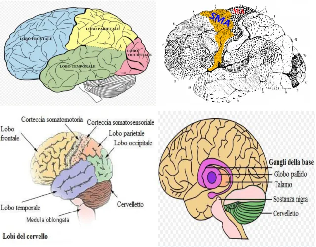 Fig.  1.2-  rappresentazioni  delle  aree  cerebrali  studiate  (coinvolte  nell’apprendimento  motorio)