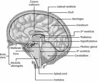 Figure 3.1: A view of a section of a human brain, with its most important areas.