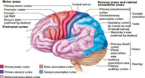 Figure 3.3: The cerebral cortex is subdivided in three main parts: sensory, motor and association areas.