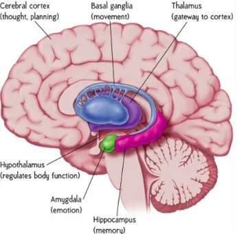 Figure 3.4: A pictures representing positions and dimensions of amygdala and thalamus in the human brain