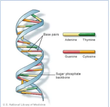 Figure 3.1 – DNA double helical structure. (Figure taken from http://ghr.nlm.nih.gov/handbook/basics/dna)
