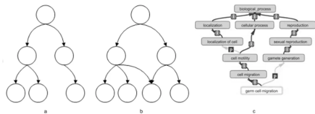 Figure 3.5 – DAG structure and Gene Ontology. a) A simple tree, b) A direct acyclic graph (DAG)