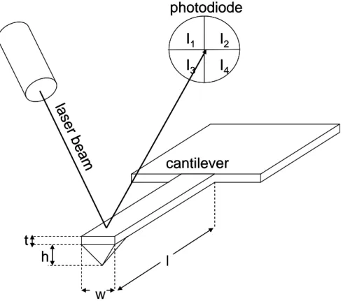 Figure 8: Schematic diagram of an AFM with a rectangular cantilever. 