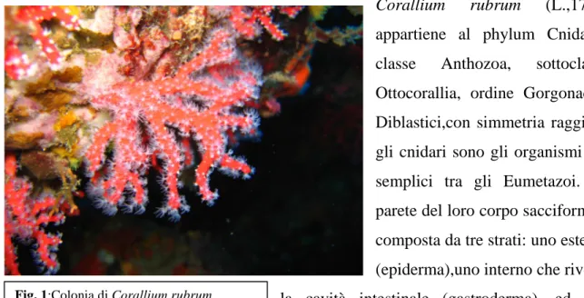 Fig. 1:Colonia di Corallium rubrum 