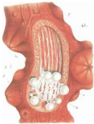Fig 5: sezione dei polipi, a sinistra nella colonia maschile si possono notare le sacche spermatiche, a destra  in quella femminile si notano gli oociti