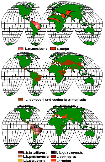 Figura 7: Distribuzione mondiale di leishmania spp.OMS