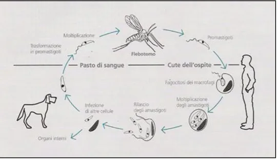 Figura 5: ciclo biologico (dal sito www.ospedale veterinario.com) 