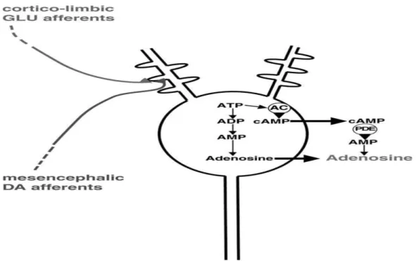 Figura 4. Neurone efferente GABAergico dello striatal.  