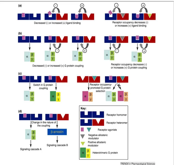 Figura 1. Modulazione della funzione del recettore dall’eterodimerizzazione  