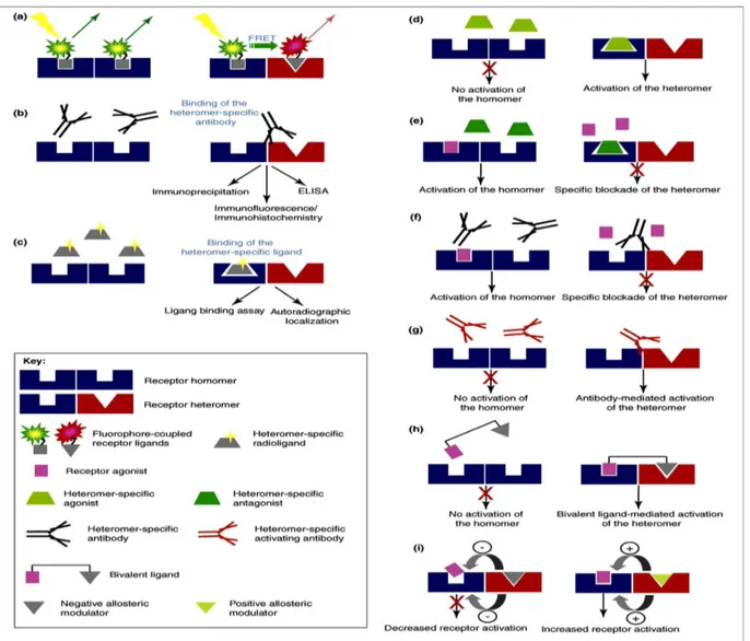 Figura  2.  Emergenti  tecniche  degli  eterodimeri  a  scoprire  (a-c)  e  a  modulare  (d-i)  gli  eterodimeri  GPCR    possono  essere scoperti usando 3 principali approcci